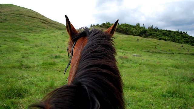 Sube a lomos de un caballo